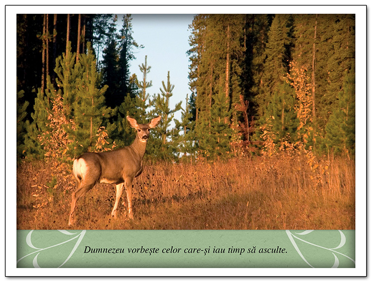 Tablou - Meditatii - Dumnezeu vorbeste celor care isi iau timp sa asculte Tablou - Meditatii - Dumnezeu vorbeste celor care isi iau timp sa asculte