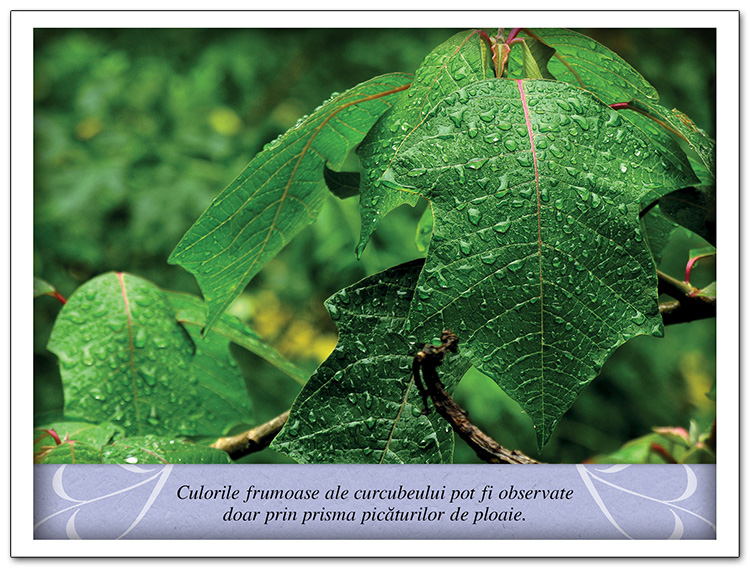 Tablou - Meditatii - Culorile frumoase ale curcubeului Tablou - Meditatii - Culorile frumoase ale curcubeului