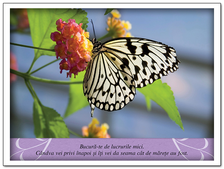 Tablou - Meditatii - Bucura-te de lucrurile mici Tablou - Meditatii - Bucura-te de lucrurile mici