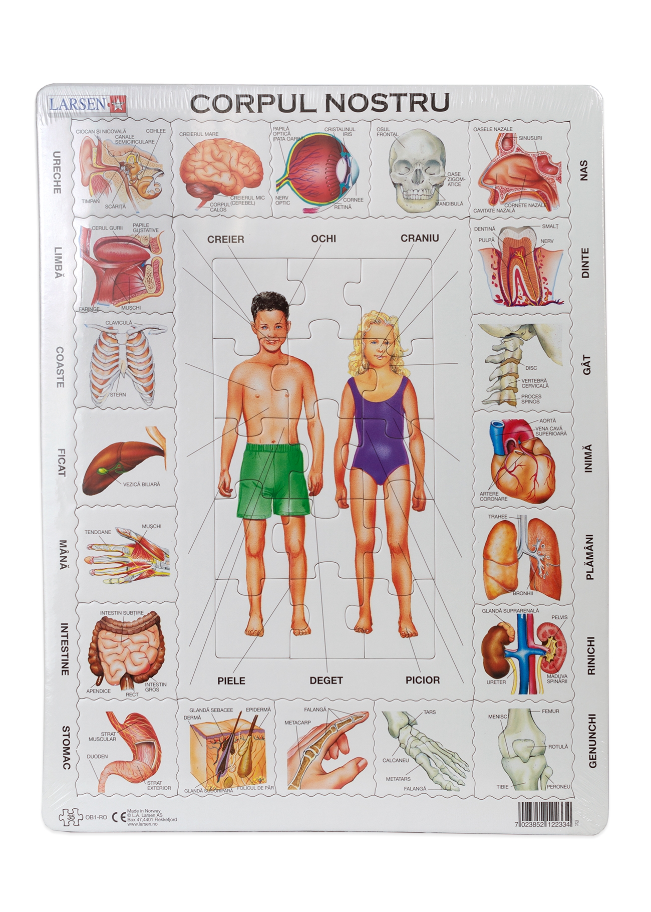 Puzzle - Corpul nostru Puzzle - Corpul nostru
