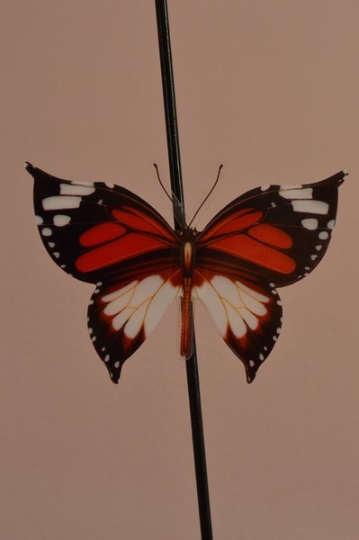 Fluturi decorativi 3D cu magnet(3) Fluturi decorativi 3D cu magnet(3)