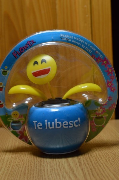 Floare solara - Te iubesc! Floare solara - Te iubesc!