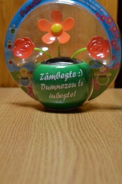 Floare solara - Zambeste :) Dumnezeu te iubeste! Floare solara - Zambeste :) Dumnezeu te iubeste!