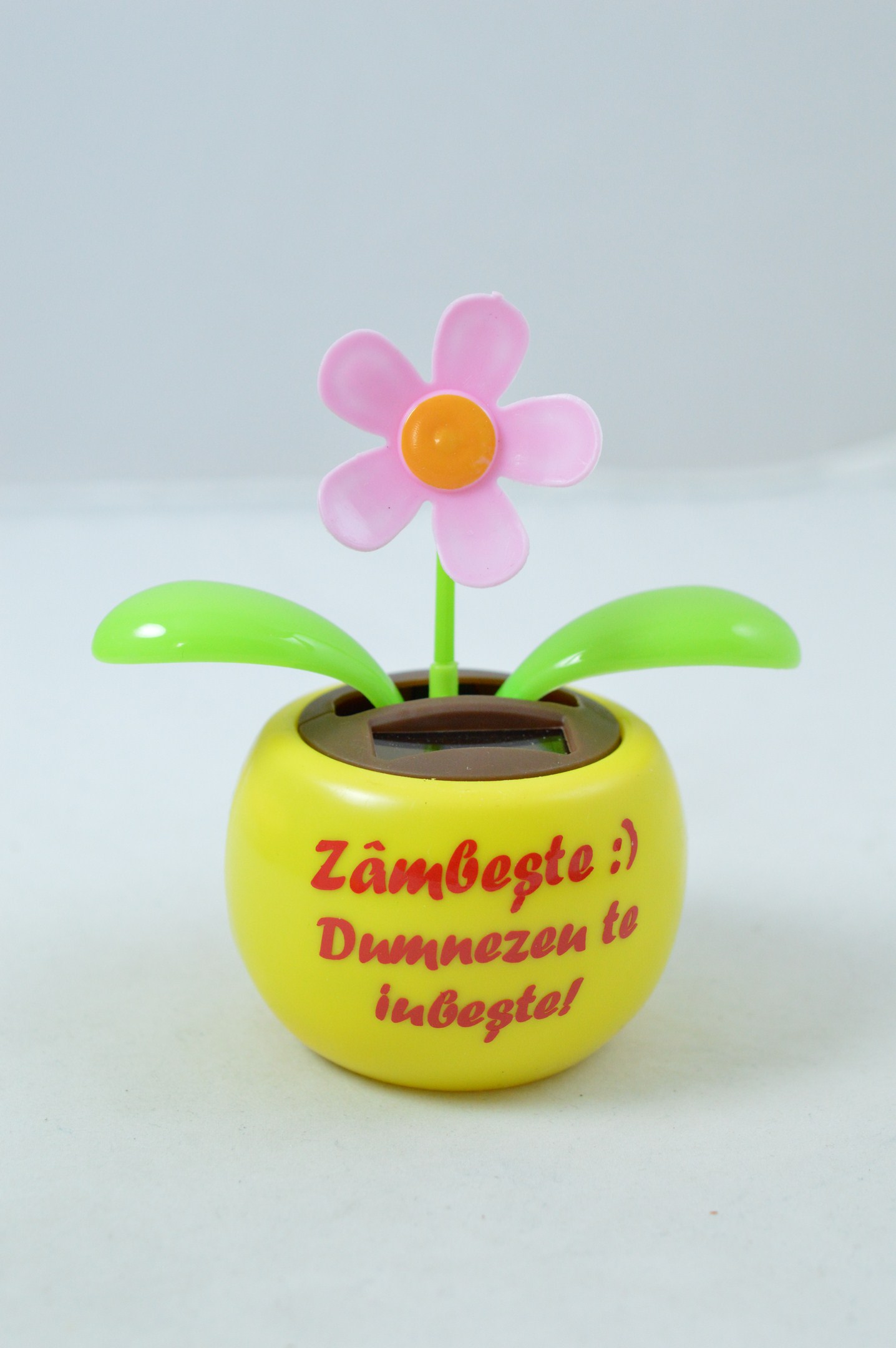 Floare solara - Zambeste :) Dumnezeu te iubeste! Floare solara - Zambeste :) Dumnezeu te iubeste!