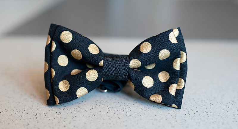 Papion negru cu buline aurii Papion negru cu buline aurii